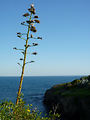 Cap d'Ail