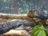 Musum d'histoire naturelle