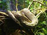 Musum d'histoire naturelle