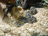 Musum d'histoire naturelle