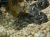 Musum d'histoire naturelle