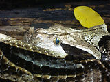 Musum d'histoire naturelle