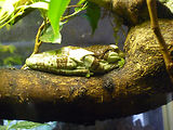 Musum d'histoire naturelle