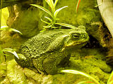Musum d'histoire naturelle