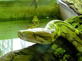 Musum d'histoire naturelle