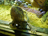 Musum d'histoire naturelle