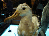 Musum d'histoire naturelle