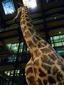 Musum d'histoire naturelle