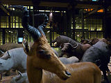 Musum d'histoire naturelle