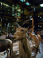 Musum d'histoire naturelle