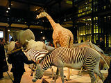 Musum d'histoire naturelle