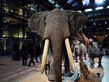 Musum d'histoire naturelle