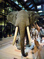 Musum d'histoire naturelle