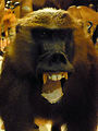 Musum d'histoire naturelle