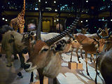 Musum d'histoire naturelle