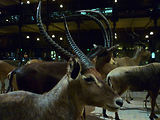 Musum d'histoire naturelle