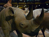 Musum d'histoire naturelle