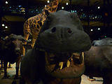 Musum d'histoire naturelle