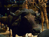 Musum d'histoire naturelle