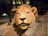Musum d'histoire naturelle