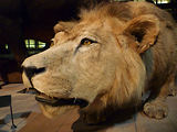 Musum d'histoire naturelle