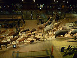 Musum d'histoire naturelle