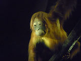 Musum d'histoire naturelle