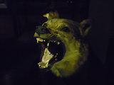 Musum d'histoire naturelle
