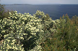 Cap Camara - St Tropez