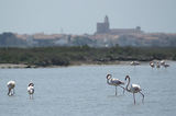 Weekend en Camargue