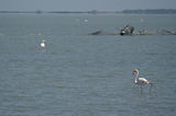 Weekend en Camargue