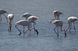 Weekend en Camargue