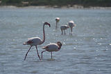 Weekend en Camargue