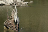 Weekend en Camargue