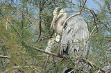 Weekend en Camargue