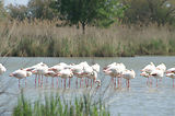 Weekend en Camargue