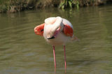 Weekend en Camargue