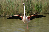 Weekend en Camargue