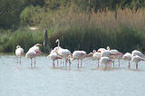 Weekend en Camargue