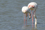 Weekend en Camargue