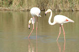 Weekend en Camargue