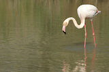 Weekend en Camargue