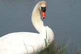 Weekend en Camargue