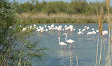 Weekend en Camargue