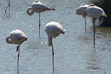 Weekend en Camargue