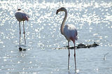 Weekend en Camargue