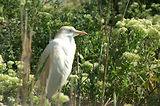 Weekend en Camargue