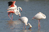 Weekend en Camargue