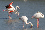Weekend en Camargue