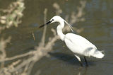 Weekend en Camargue